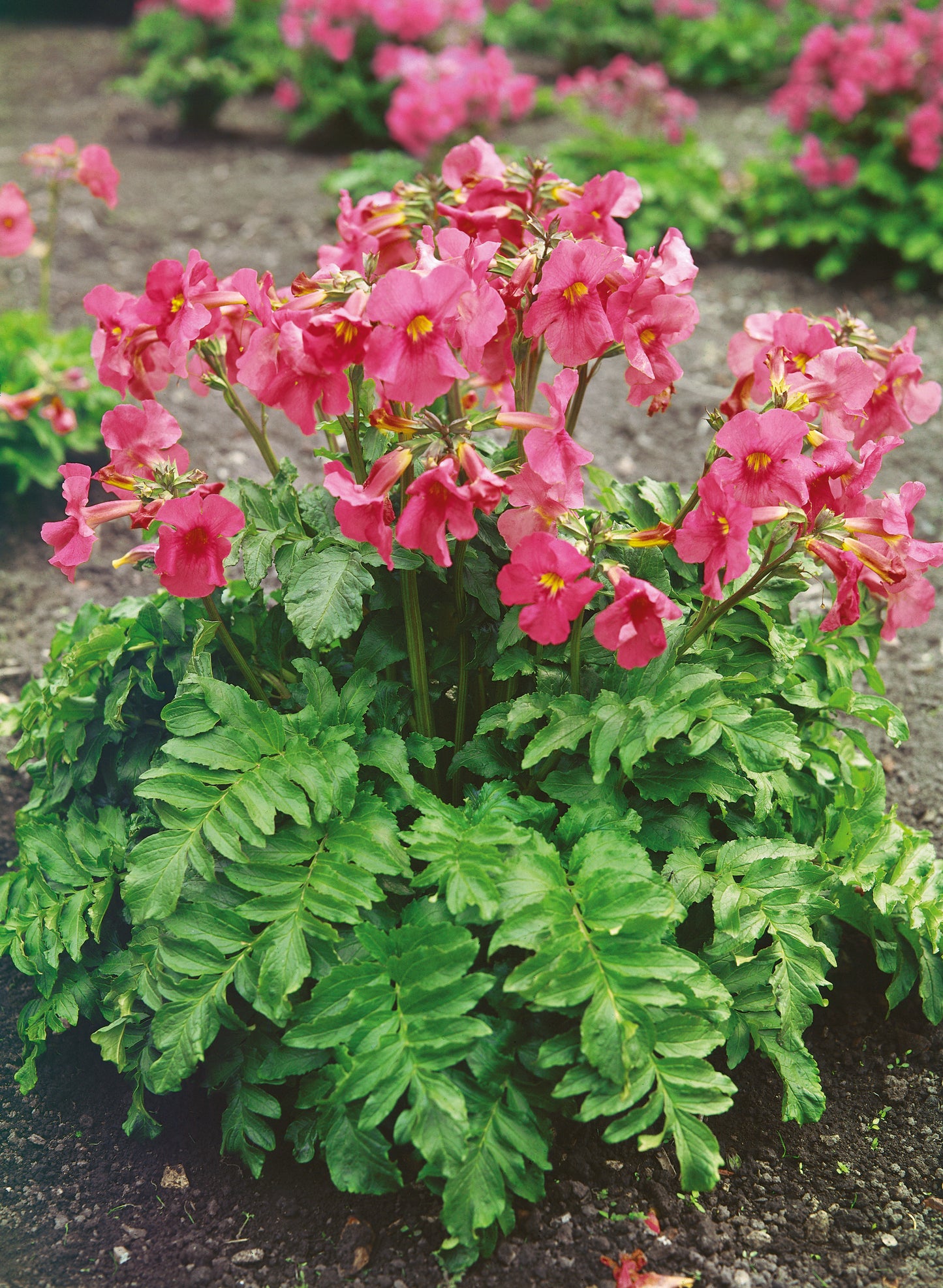 Hardy Flowering Fern or Gloxinia Bulbs 3 pc.R132110