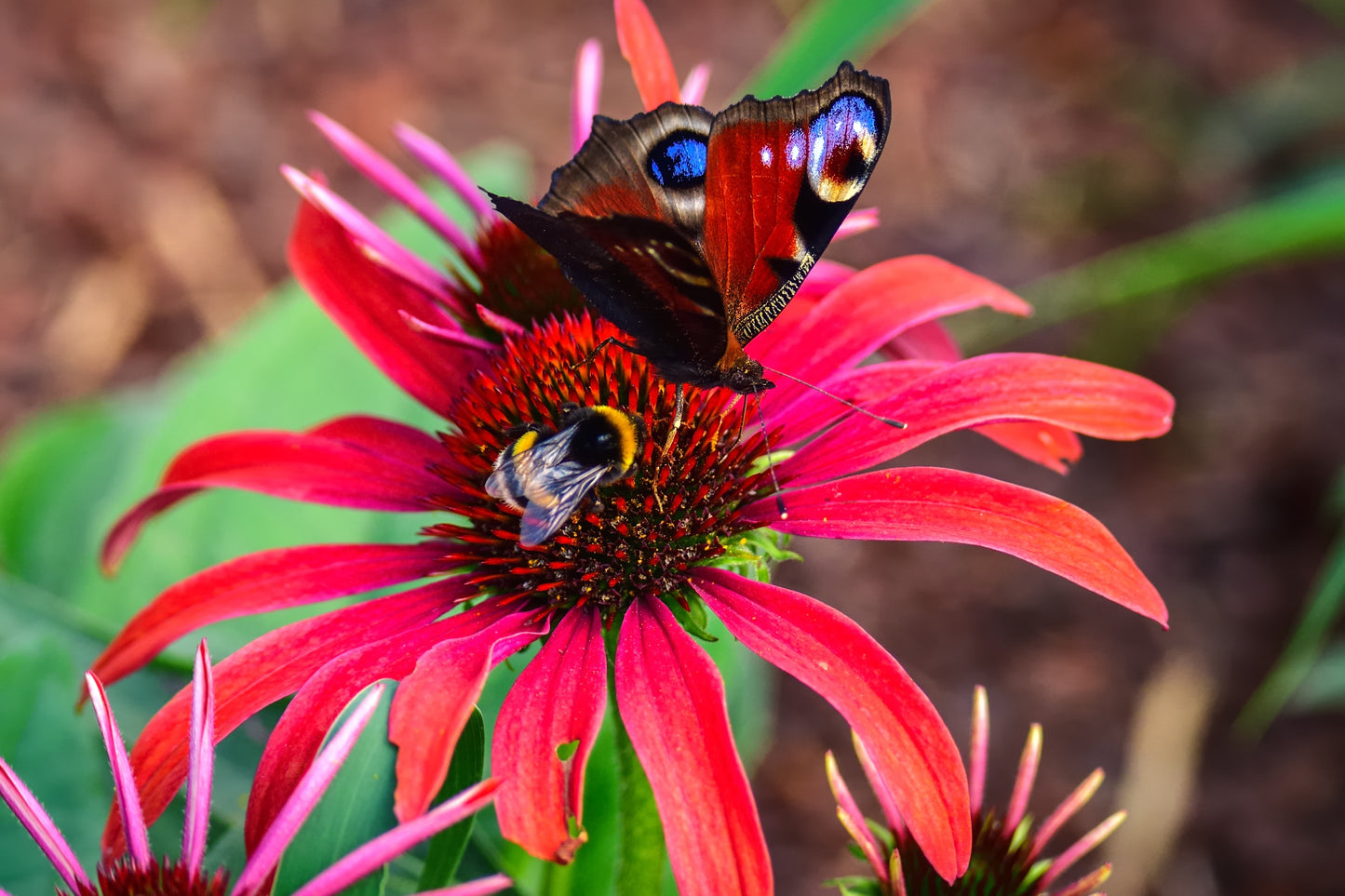 Echinacea Sunmagic® Vintage Coneflowers 3 pc. R132059