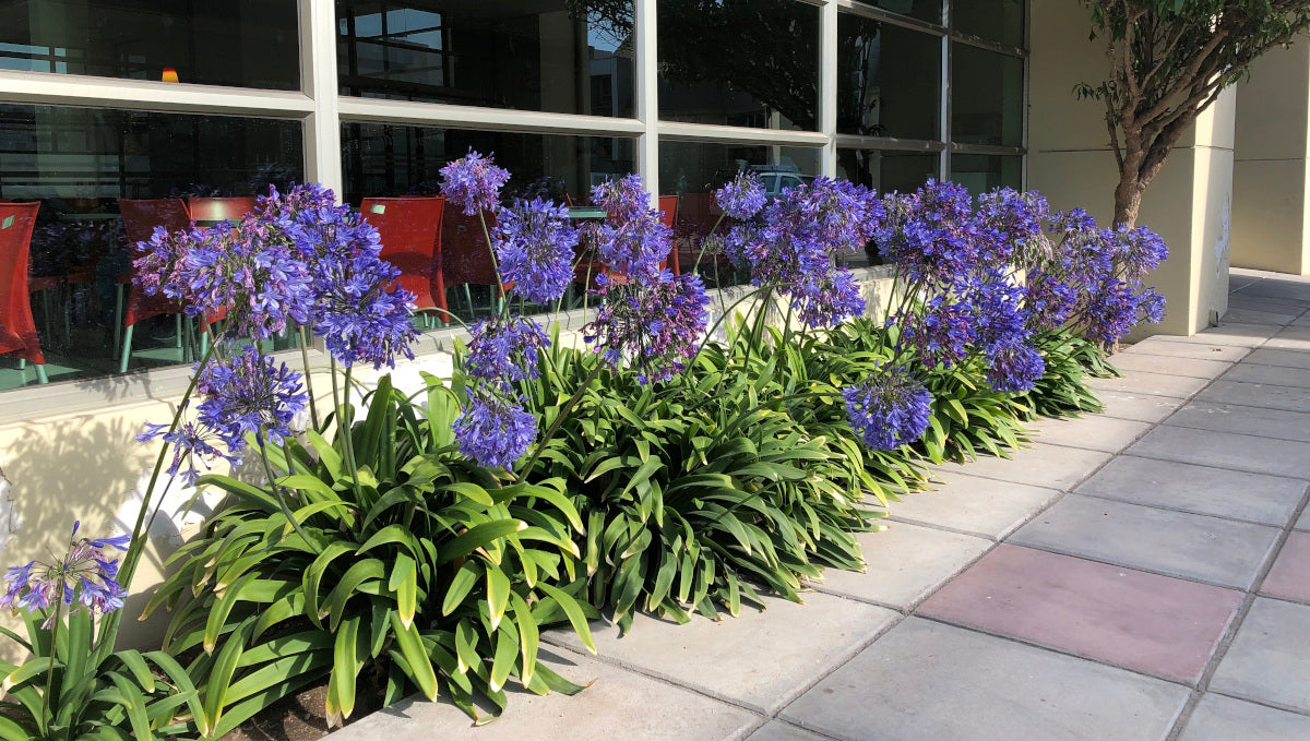 Agapanthus Johanna Blue Hardy Lily of the Nile 2 pc.  R132173