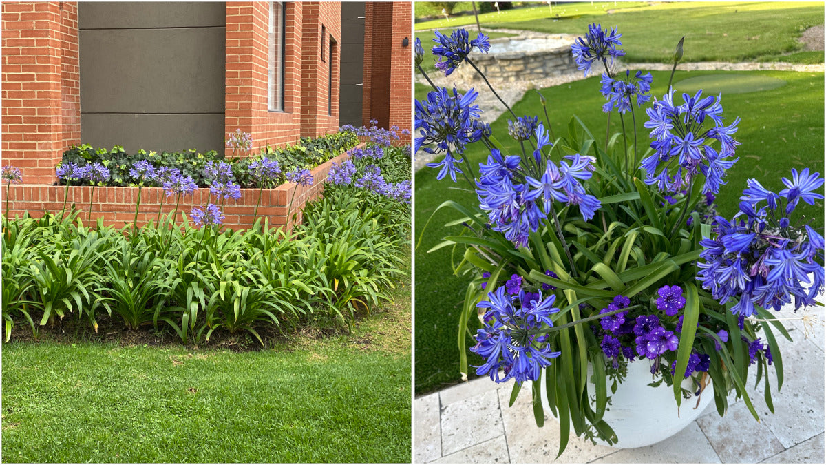 Agapanthus Johanna Blue Hardy Lily of the Nile 2 pc.  R132173