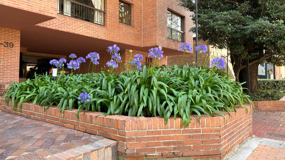 Agapanthus Johanna Blue Hardy Lily of the Nile 2 pc.  R132173