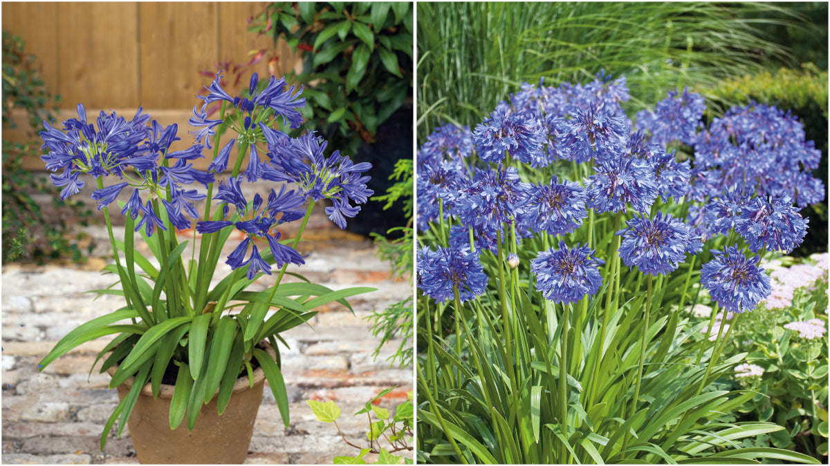 Agapanthus Johanna Blue Hardy Lily of the Nile 2 pc.  R132173