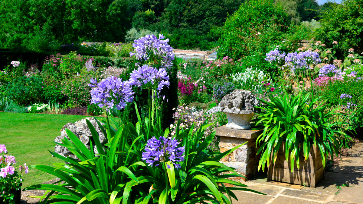 Agapanthus Johanna Blue Hardy Lily of the Nile 2 pc.  R132173