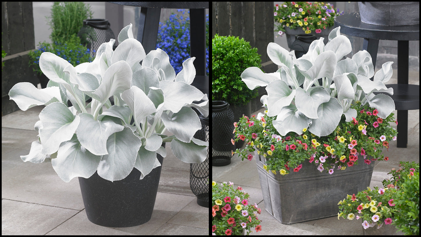 Angel Wings® Senecio 3 pc R132222