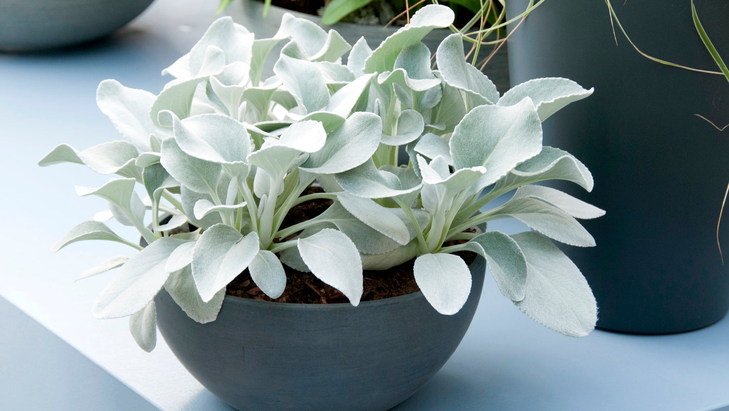 Angel Wings® Senecio 3 pc R132222