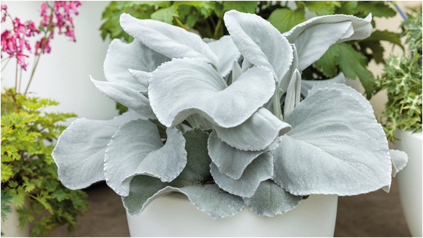 Angel Wings® Senecio 3 pc R132222