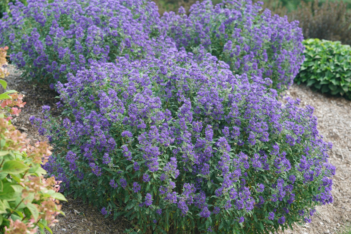 Caryopteris Proven Winners® Bluebeard Beyond Midnight® 1 pc.*R132056*