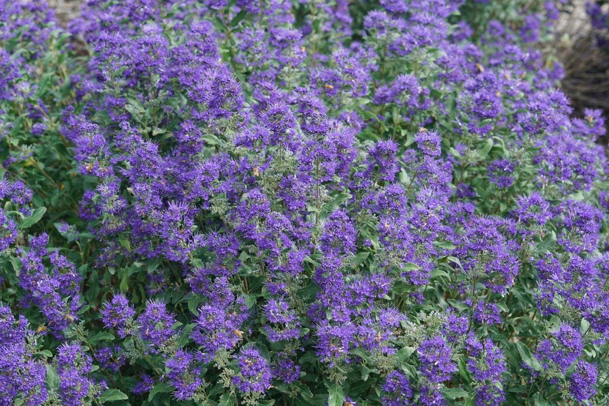 Caryopteris Proven Winners® Bluebeard Beyond Midnight® 1 pc.*R132056*