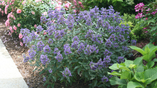 Caryopteris Proven Winners® Bluebeard Beyond Midnight® 1 pc.*R132056*