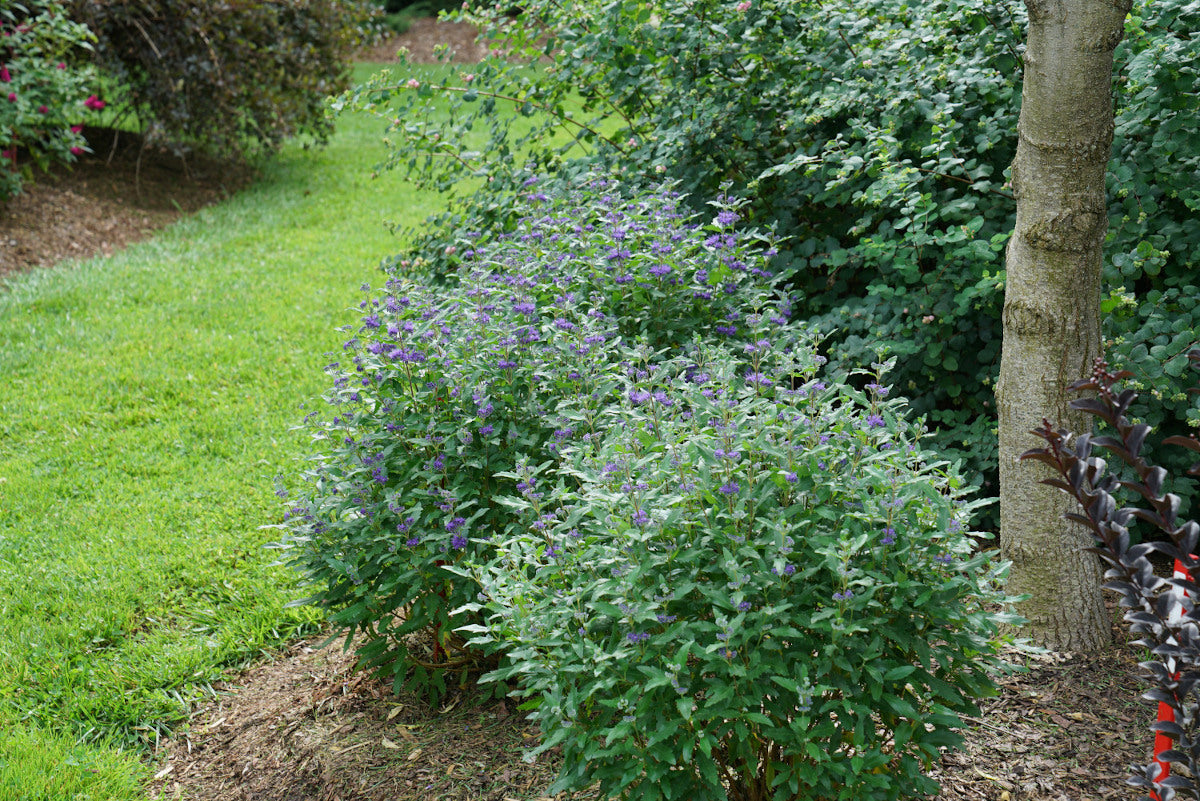 Caryopteris Proven Winners® Bluebeard Beyond Midnight® 1 pc.*R132056*