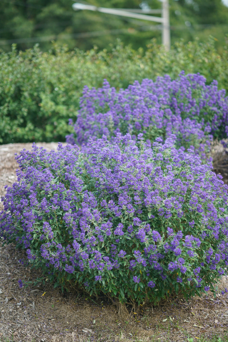 Caryopteris Proven Winners® Bluebeard Beyond Midnight® 1 pc.*R132056*