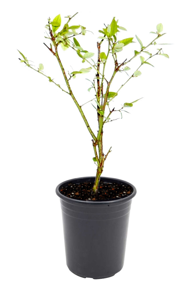 Blueberry Bush Polaris Patio 1 pc. R95065