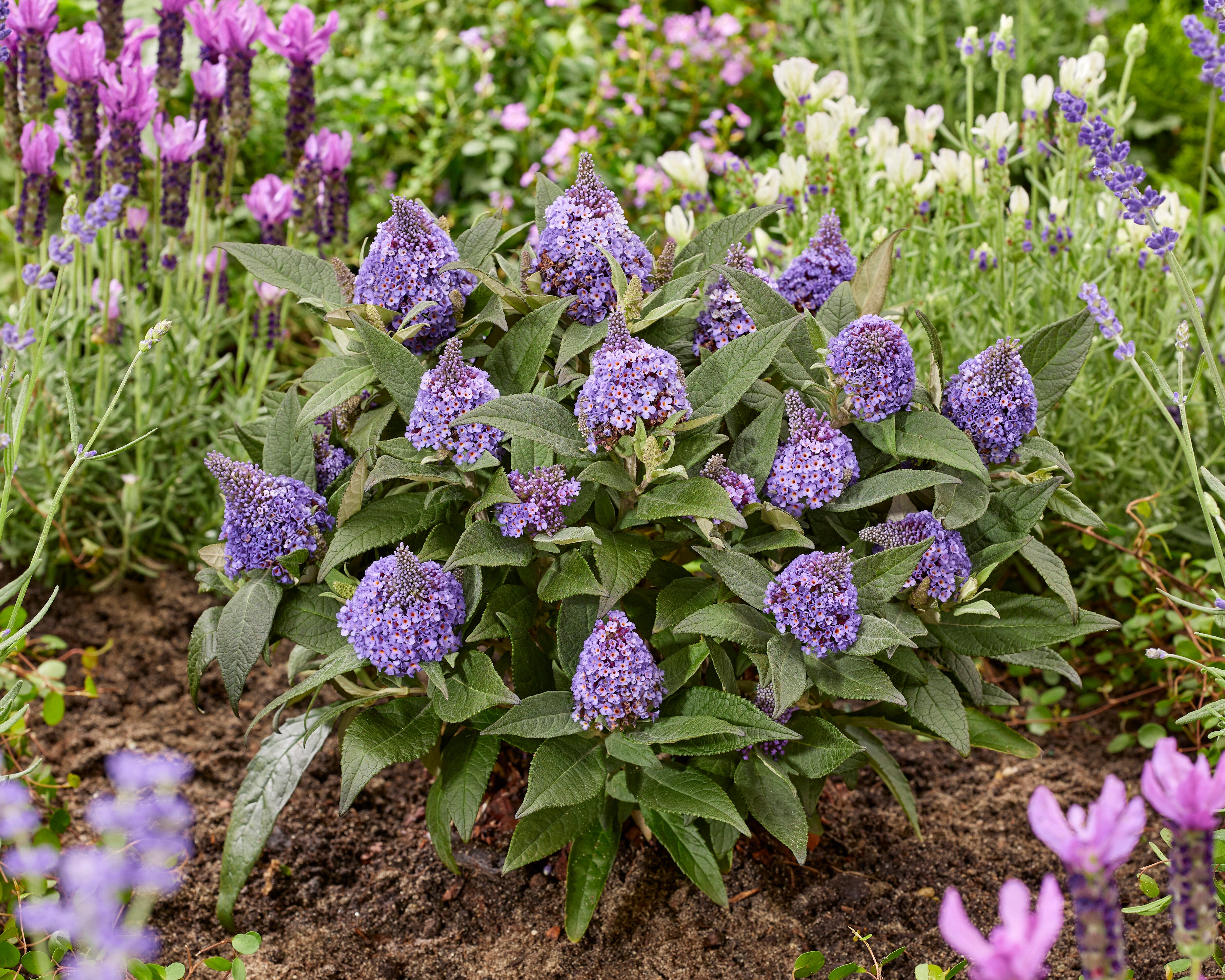 低価格で大人気の pc. 3 Dwarf Rockstar Little Bushes Butterfly R132054 Plant – 絵画