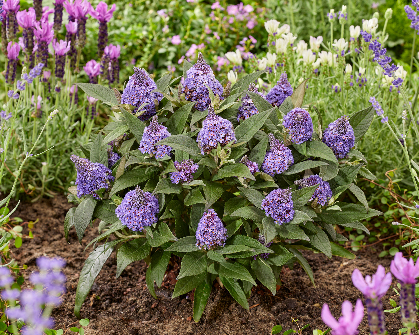 Butterfly Bushes Little Rockstar Dwarf 3 pc. R132054