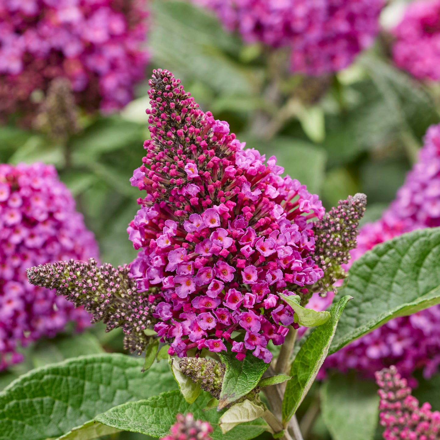 Butterfly Bushes Little Rockstar Dwarf 3 pc. R132054