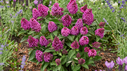 Butterfly Bushes Little Rockstar Dwarf 3 pc. R132054