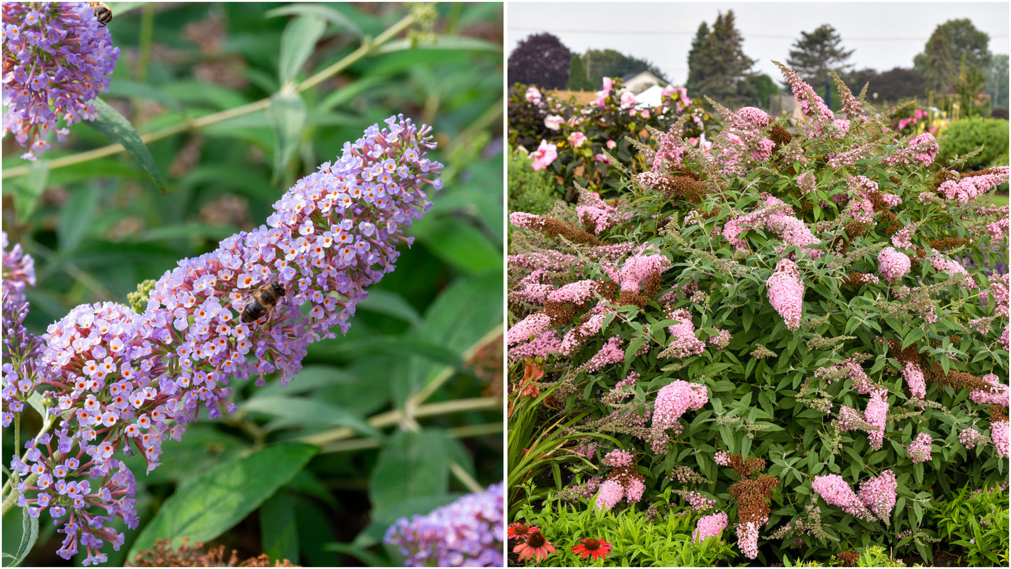 Butterfly Bush Princess Pink Monarch® Collection 1 pc.  R132185