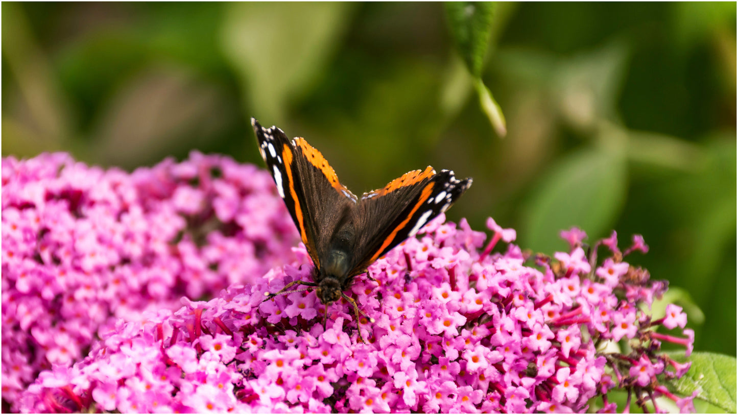 Butterfly Bush Princess Pink Monarch® Collection 1 pc.  R132185