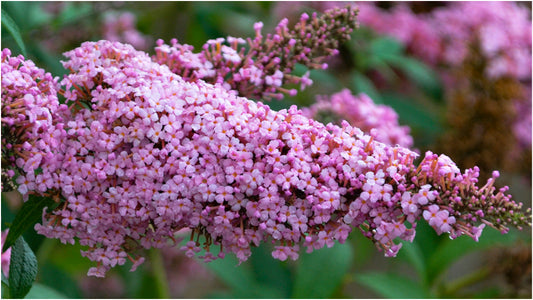 Butterfly Bush Princess Pink Monarch® Collection 1 pc.  R132185