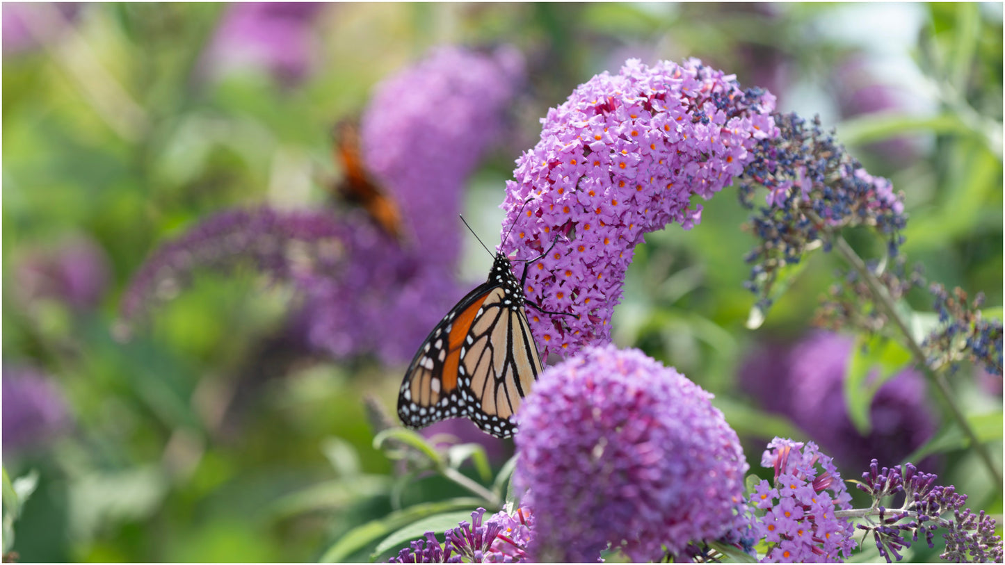 Butterfly Bush Princess Pink Monarch® Collection 1 pc.  R132185