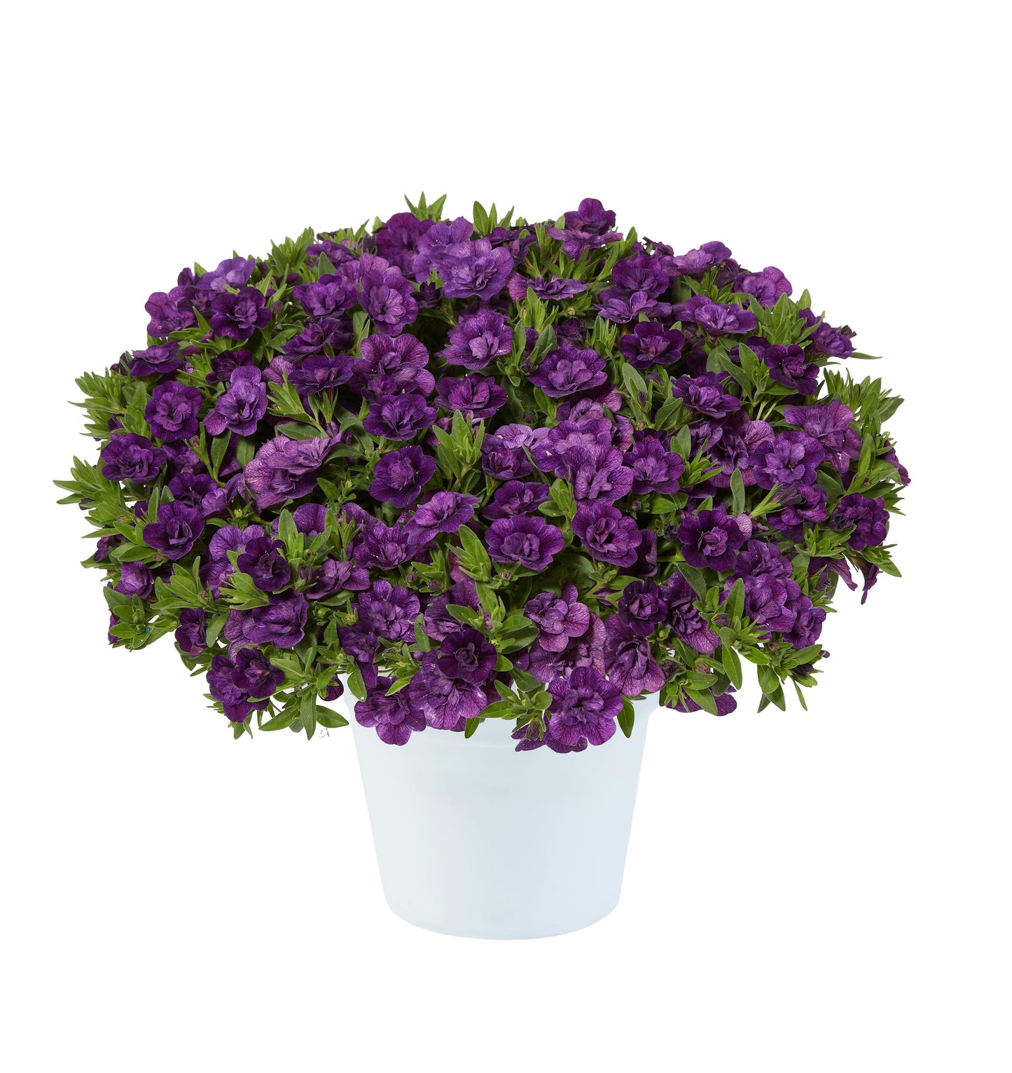 Calibrachoa Trixi® Series w/ Fertilizer Sample 3 pc.  R132055