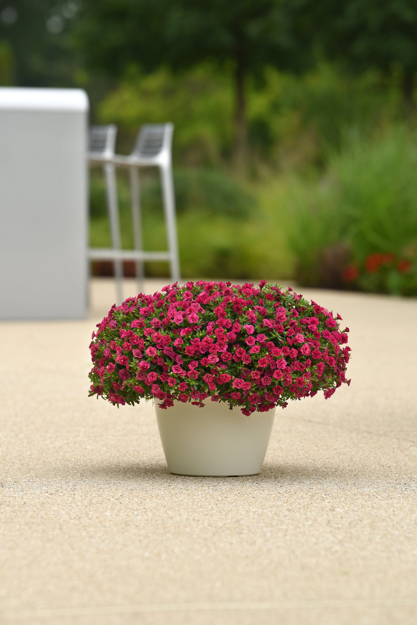 Calibrachoa Trixi® Series w/ Fertilizer Sample 3 pc.  R132055