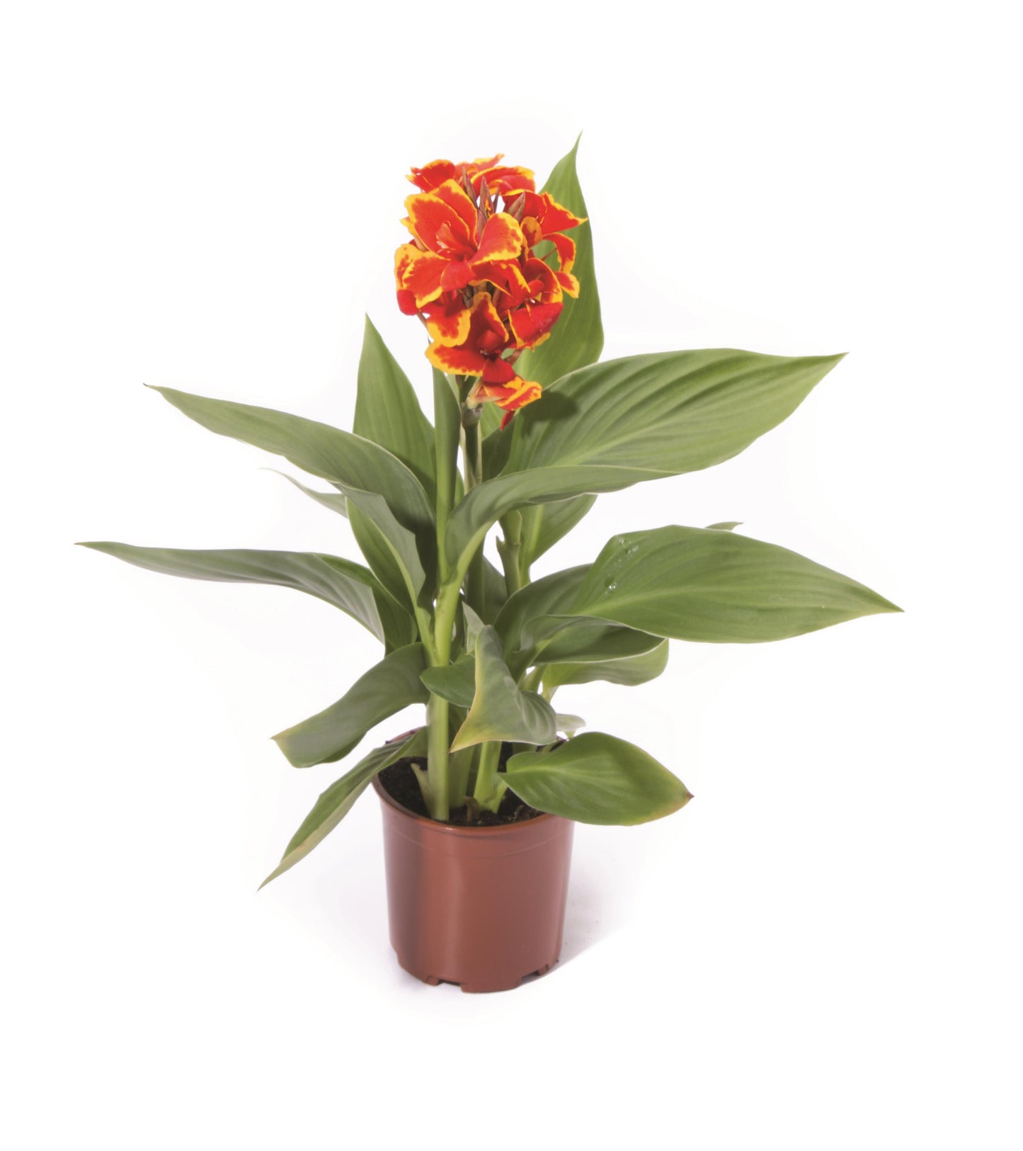 Cannas Gold Cannova® Series 2 pc.  R132187