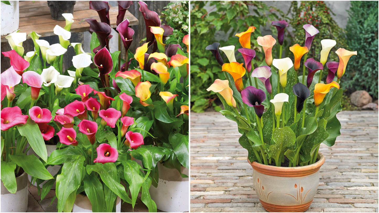 Calla Lily Mix with Sample Fertilizer packet 5 pc. R132170