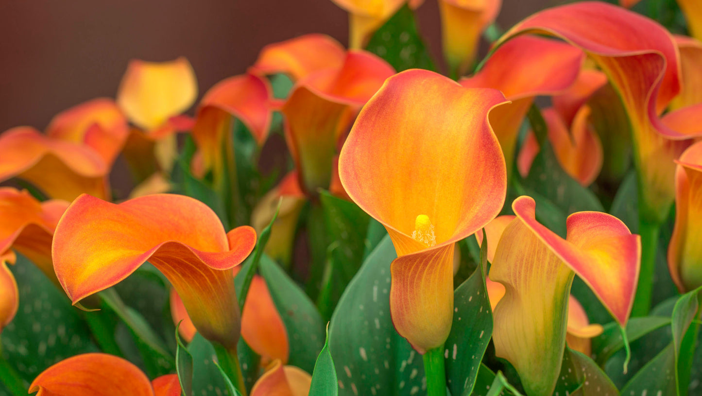 Calla Lily Mix with Sample Fertilizer packet 5 pc. R132170