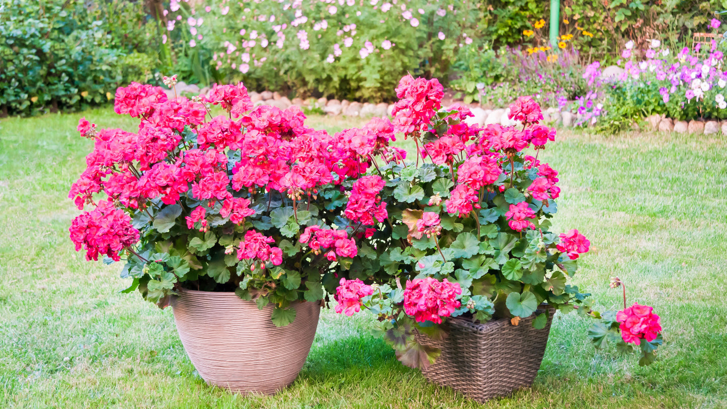 Geraniums Calliope® Cascading Violet 3 pc. R132124