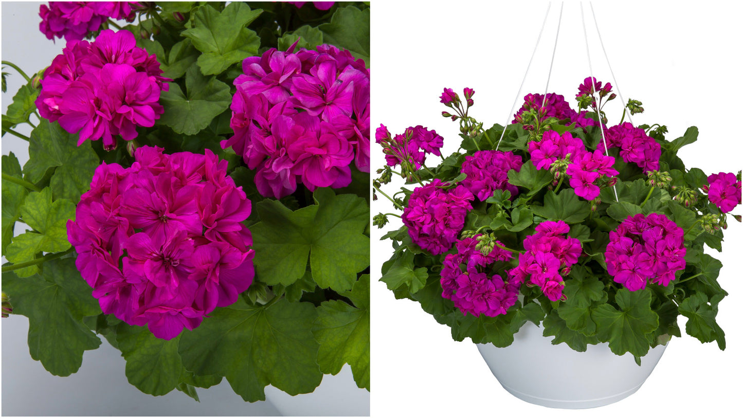 Geraniums Calliope® Cascading Violet 3 pc. R132124