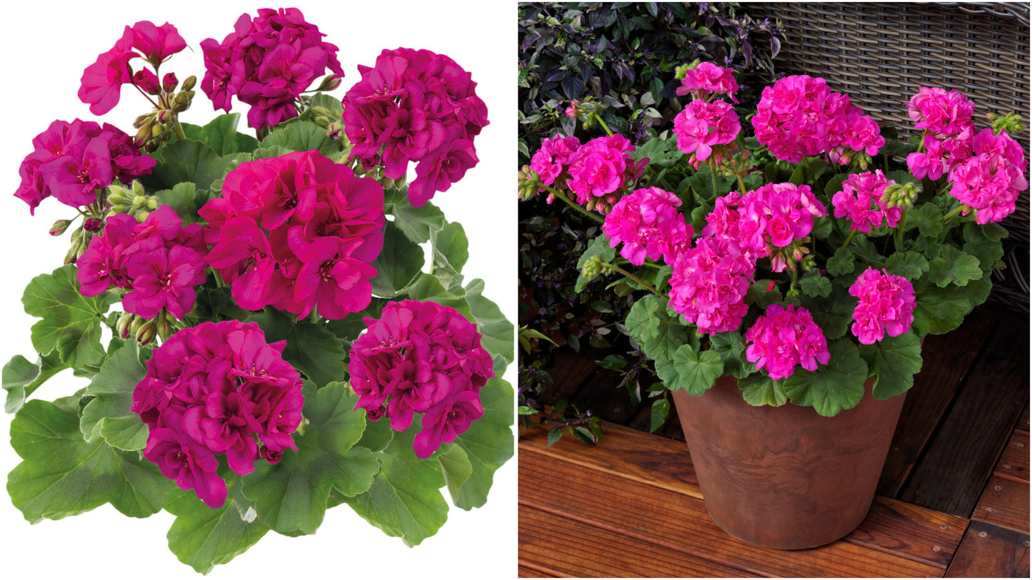 Geraniums Calliope® Cascading Violet 3 pc. R132124