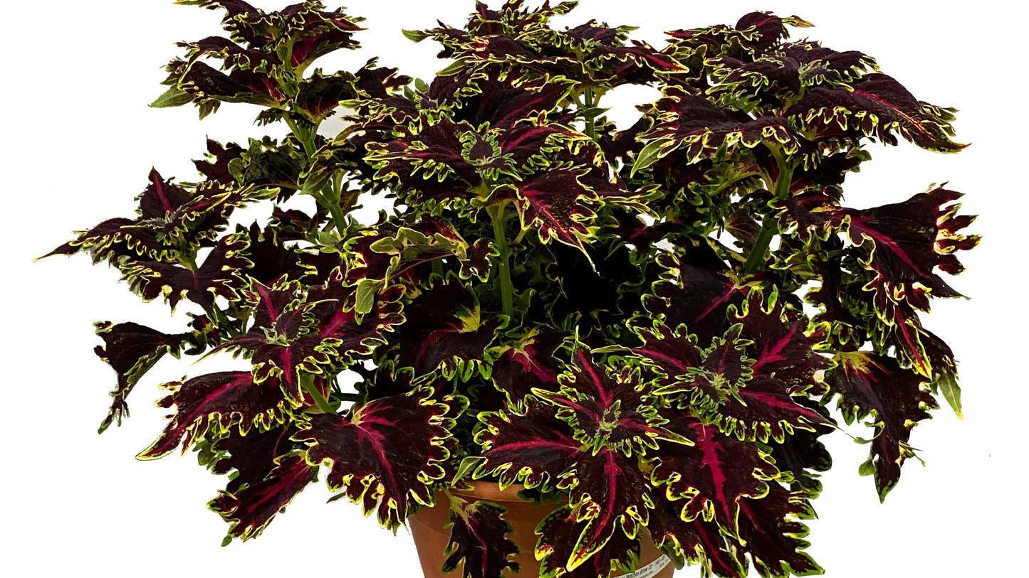 Coleus Colorful Foliage Collection 3 pc.  R132224