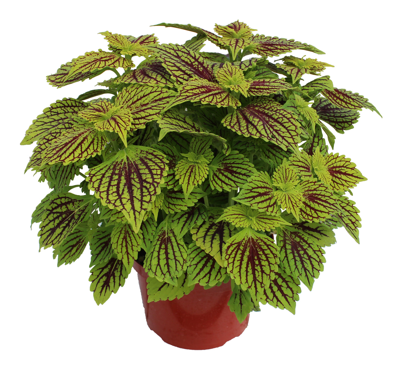 Coleus Colorful Foliage Collection 3 pc.  R132224