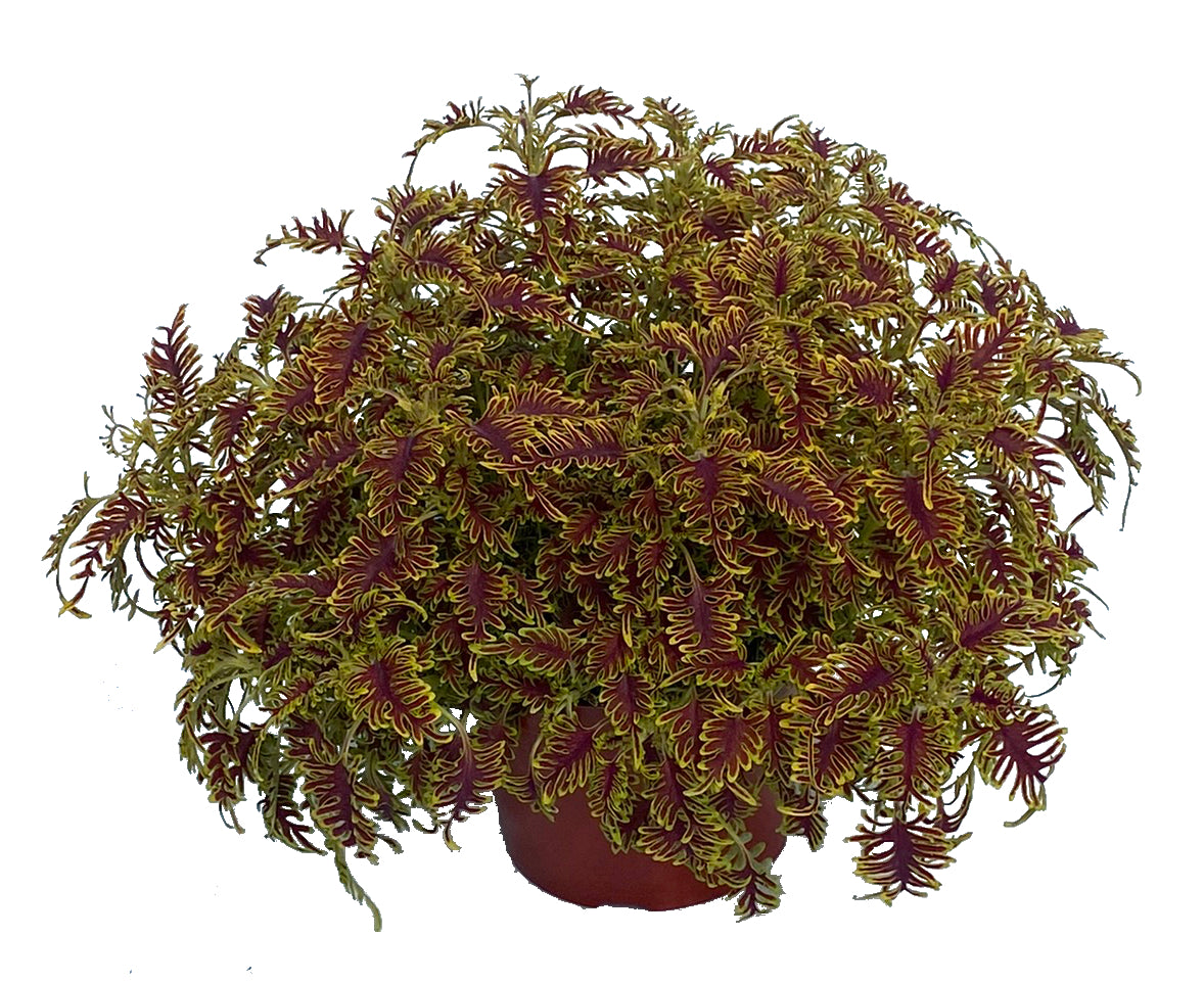 Coleus Colorful Foliage Collection 3 pc.  R132224