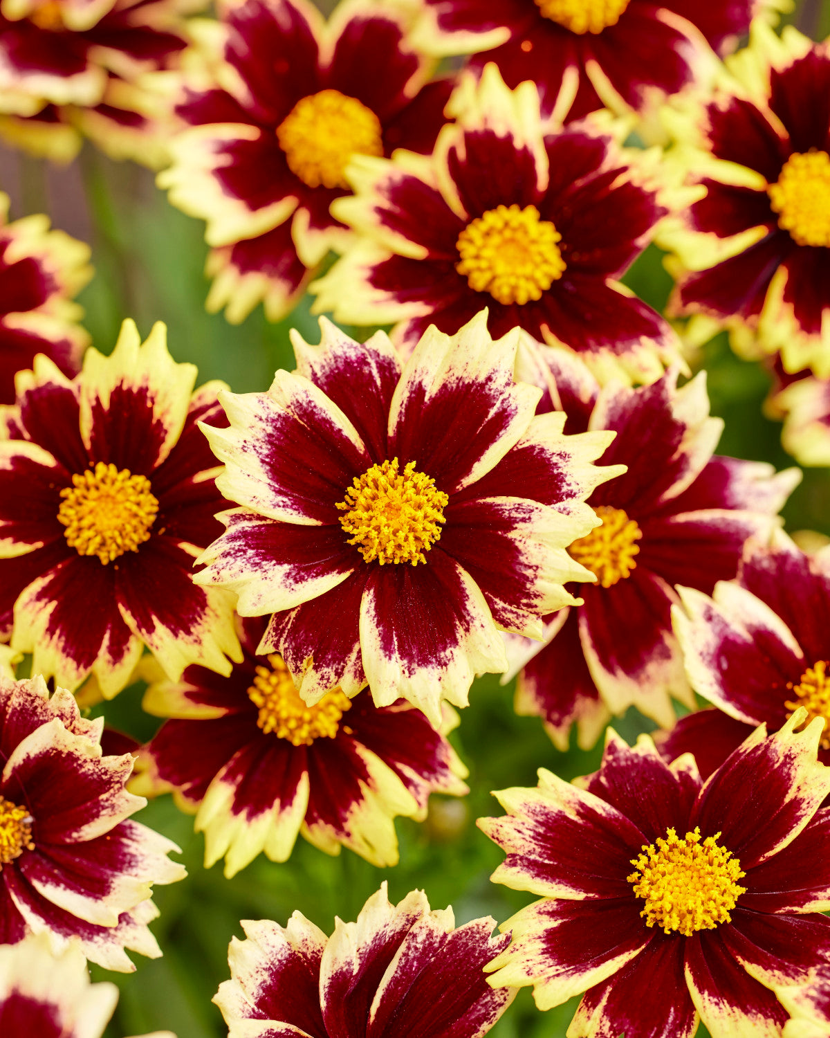 Coreopsis Solar Series 4 pc. - R132189