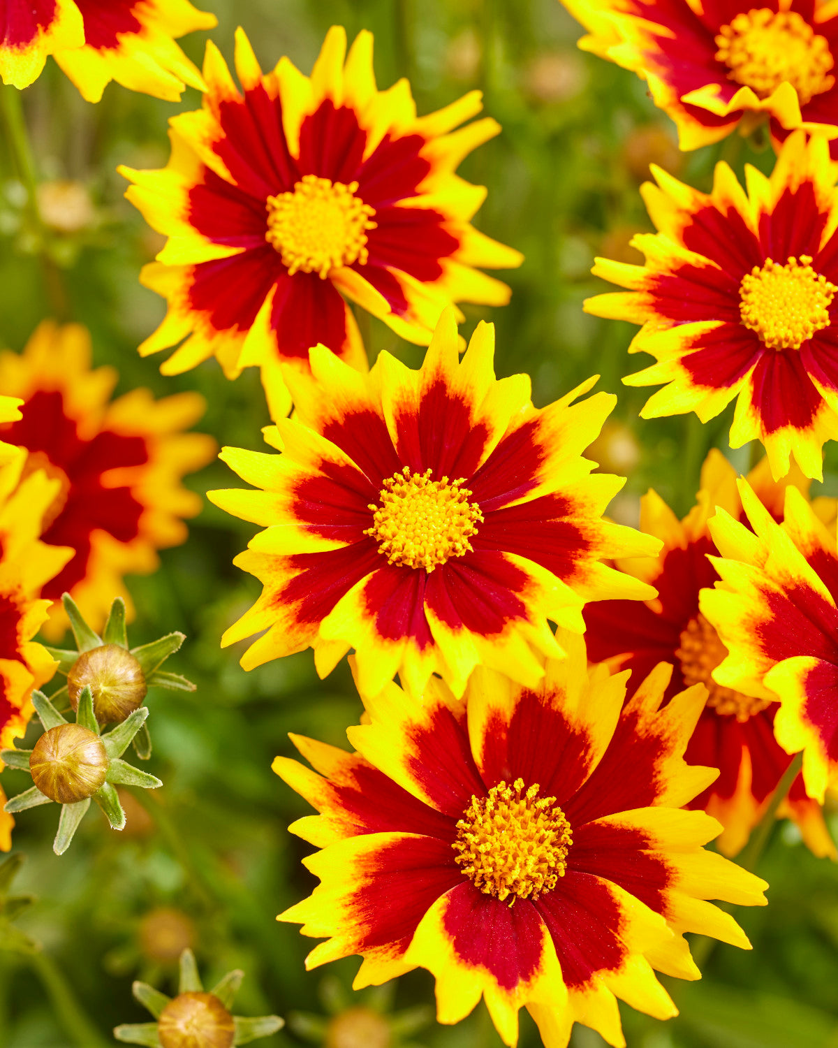 Coreopsis Solar Series 4 pc. - R132189