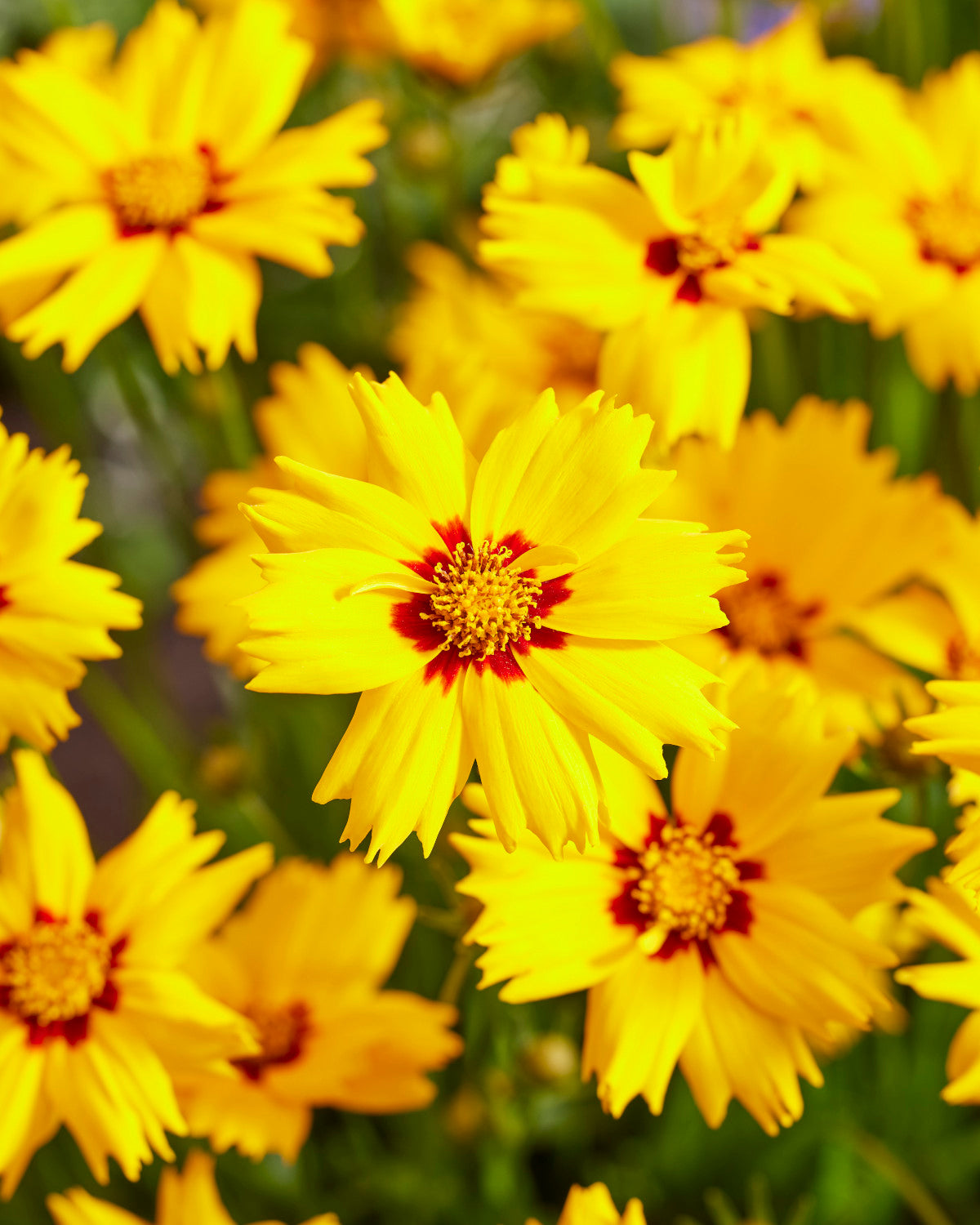 Coreopsis Solar Series 4 pc. - R132189