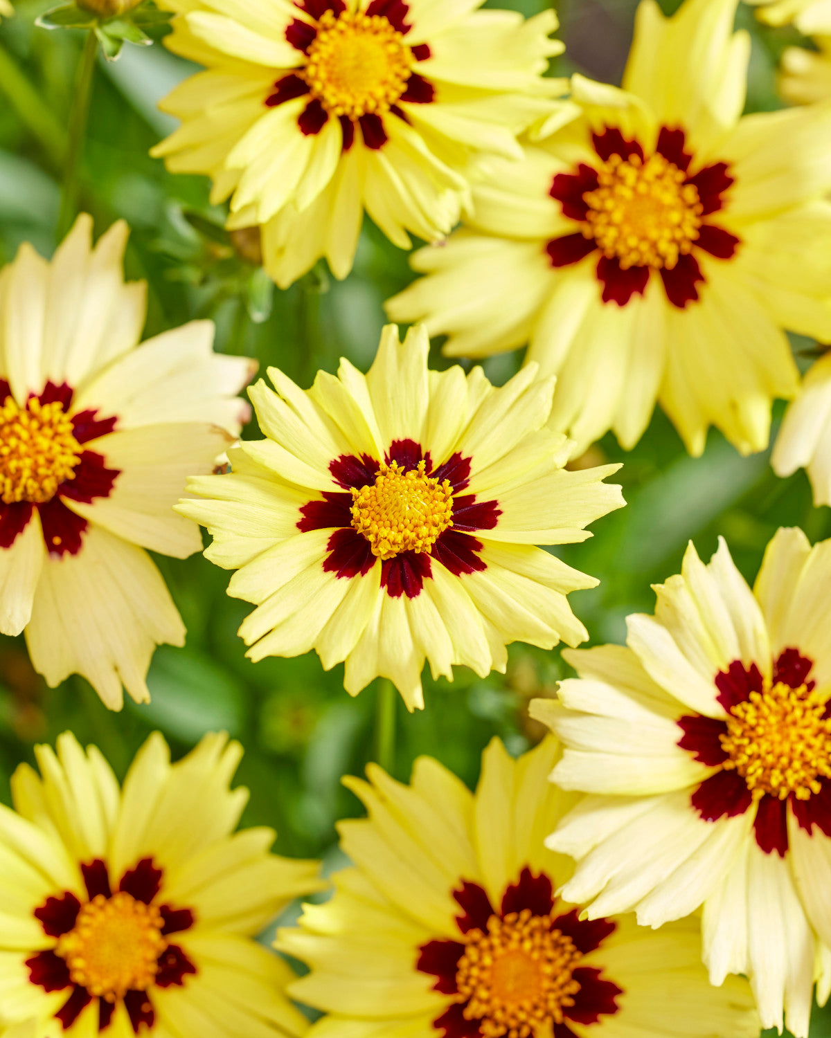 Coreopsis Solar Series 4 pc. - R132189