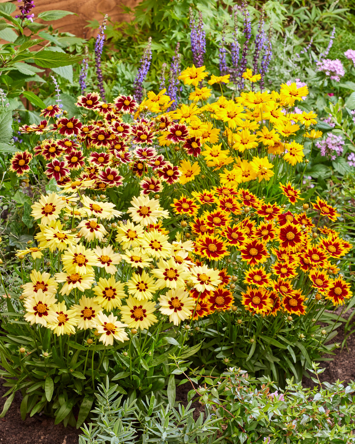 Coreopsis Solar Series 4 pc. - R132189