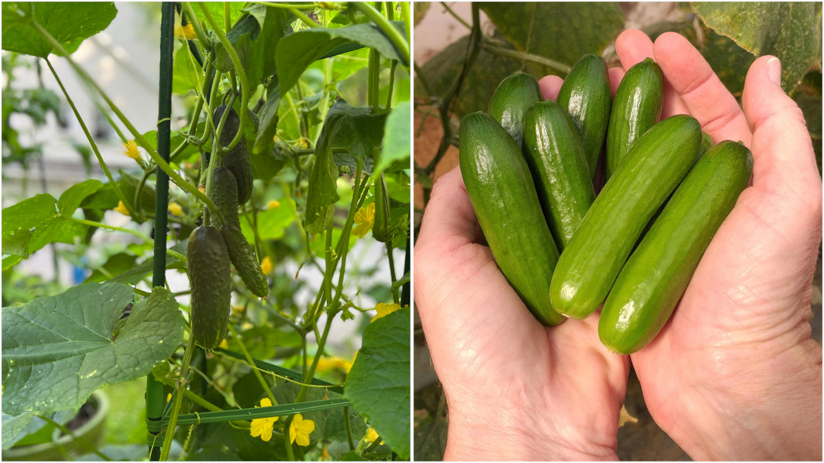 Cucumbers Mini Snacking 3 pc. R132057