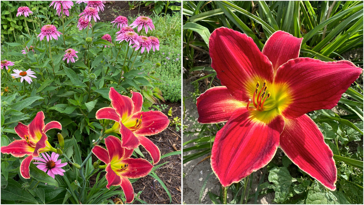 Daylilies Island Series Large and Reblooming 3 pc. R132175