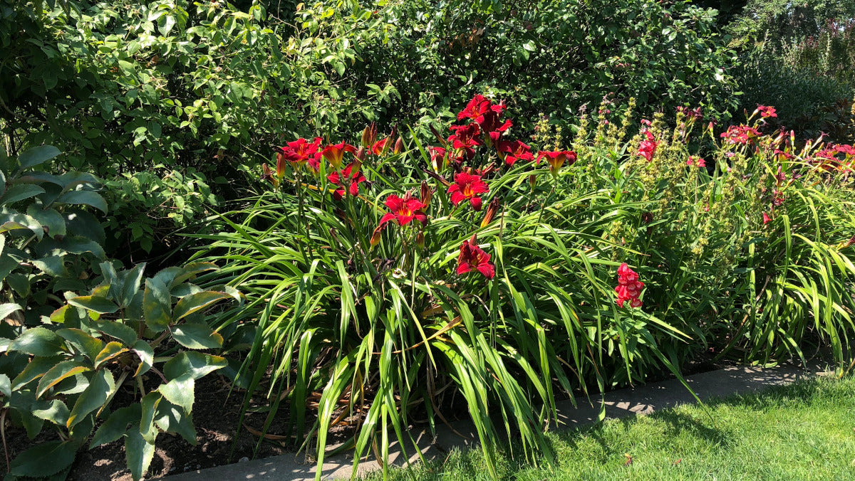 Daylilies Island Series Large and Reblooming 3 pc. R132175