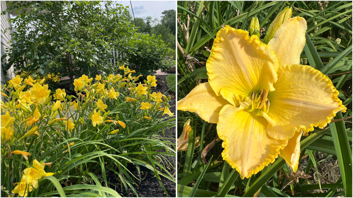 Daylilies Island Series Large and Reblooming 3 pc. R132175