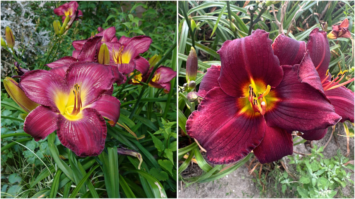 Daylilies Island Series Large and Reblooming 3 pc. R132175