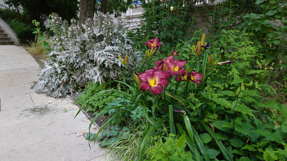 Daylilies Island Series Large and Reblooming 3 pc. R132175