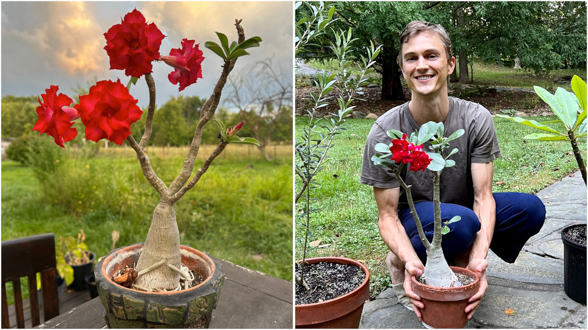 Desert Rose Adenium Color Choice of Colors 1 Pc. R132049**Ships mid May**