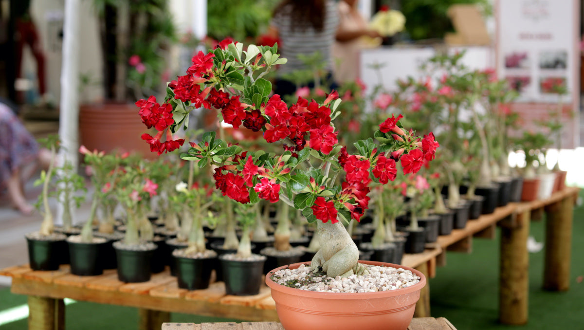 Desert Rose Adenium Color Choice of Colors 1 Pc. R132049**Ships mid May**