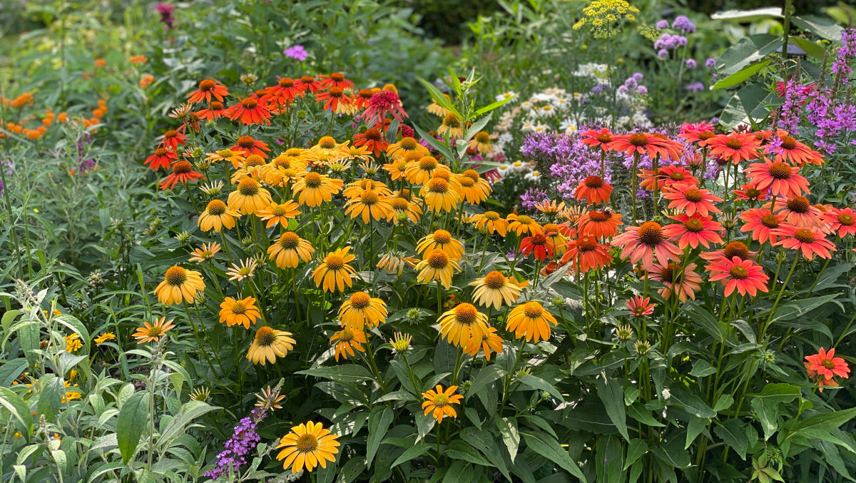 Echinacea Mix Pollynation Golden Summer 3 pc. R95032