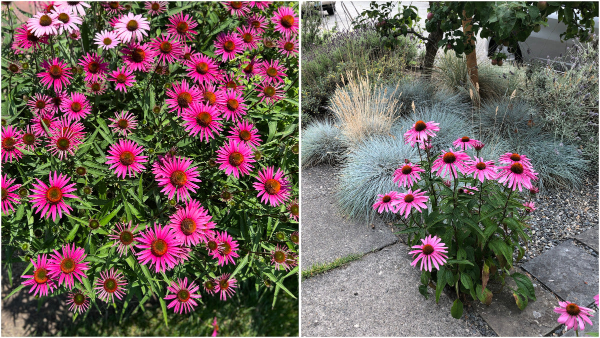 Echinacea Mix Pollynation Golden Summer 3 pc. R95032